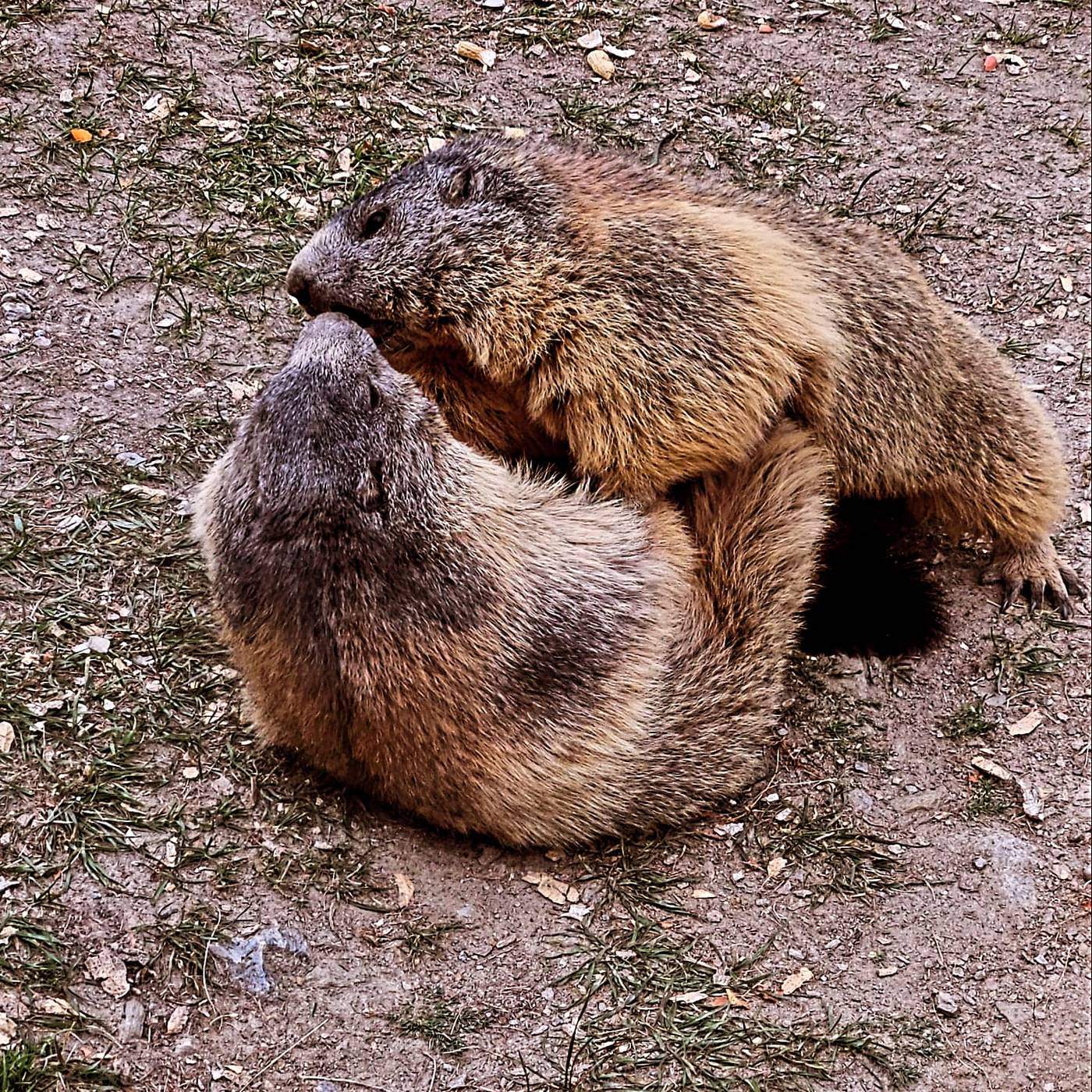 Zwei Murmeltiere